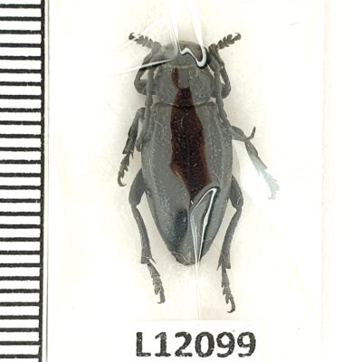 Cerambycidae, Dorcadion infernale, female, A1, Türkiye