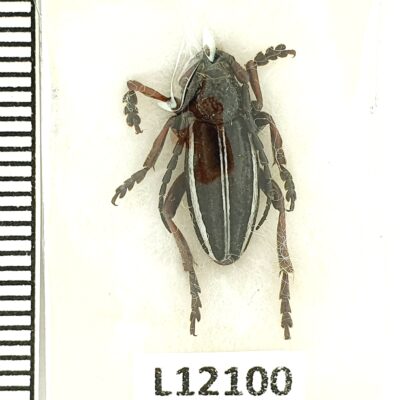 Cerambycidae, Dorcadion scabricolle corpulentum, male, A1, Azerbaijan