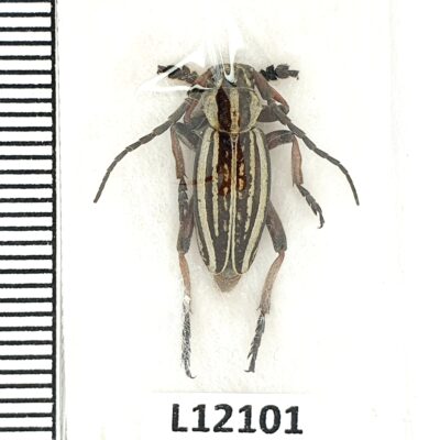 Cerambycidae, Dorcadion absinthium ishkovi, male, A1, Kazakhstan