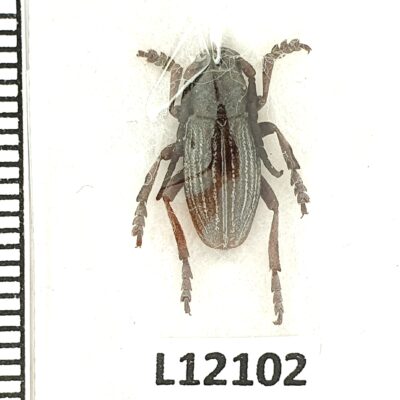 Cerambycidae, Dorcadion rosti, male, A1, Georgia, RARE