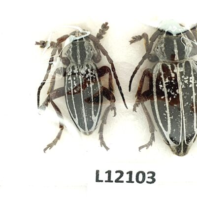 Cerambycidae, Dorcadion niveisparsum, pair, A1-, Georgia