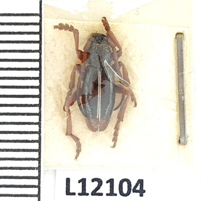 Cerambycidae, Dorcadion apicerufum, male, A1, Armenia