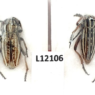 Cerambycidae, Dorcadion absinthium ishkovi, pair, A1-, Kazakhstan