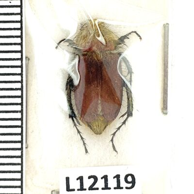Scarabaeidae, Eulasia papaveris, A-, Jordan