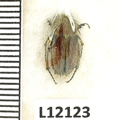 Scarabaeidae, Pygopleurus syriacus, A1, Israel