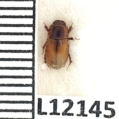 Scarabaeidae, Aphodius immundus, A1, Georgia