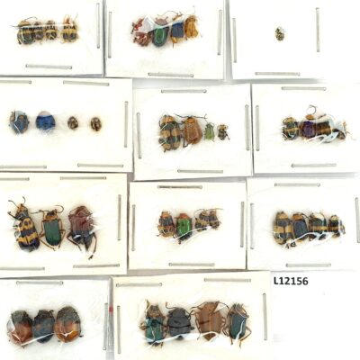 Chrysomelidae MIX, 39 ex., A1, Peru, L12156