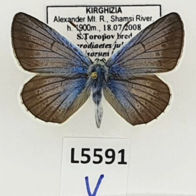 Lycaenidae, Polyommatus juldusus kirgizorum, male, A1, Kyrgyzstan