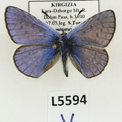 Lycaenidae, Polyommatus venus wiskotti, male, A1, Kyrgyzstan