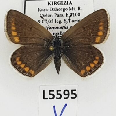 Lycaenidae, Polyommatus venus wiskotti, female, A1, Kyrgyzstan