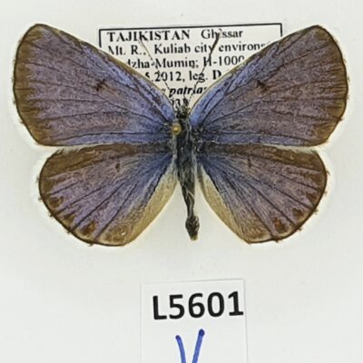 Lycaenidae, Plebejus patriarchus, male, A1, Tajikistan