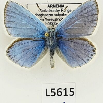 Lycaenidae, Polyommatus dorylas armena, male, A1, Armenia