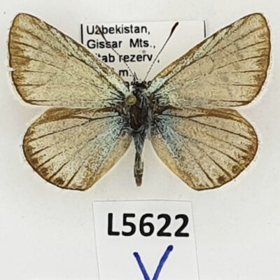 Lycaenidae, Polyommatus phyllides, male, A1-, Uzbekistan