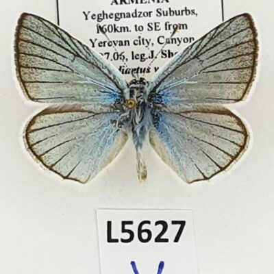 Lycaenidae, Polyommatus vanensis sheluzhkoi, male, A1, Armenia
