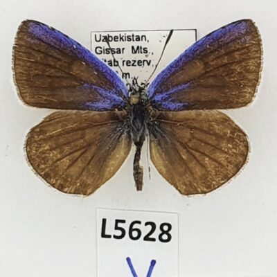 Lycaenidae, Polyommatus magnificus, male, A1, Uzbekistan