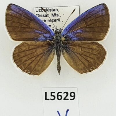 Lycaenidae, Polyommatus magnificus, male, A1, Uzbekistan