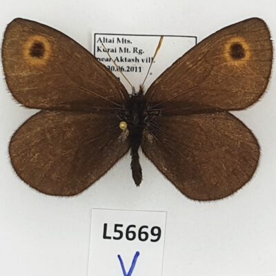 Nymphalidae, Satyrinae, Erebia rossii erda, male, A1, Russia