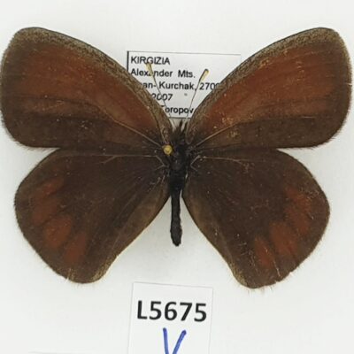 Nymphalidae, Satyrinae, Erebia radians uzungyrus, male, A1, Kyrgyzstan