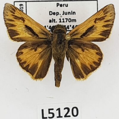 Hesperiidae, Hylephila phyleus phyleus, male, A1-/A2-, Peru