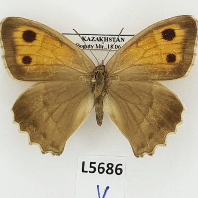 Nymphalidae, Satyrinae, Hyponephele dysdora, female, A1, Kyrgyzstan