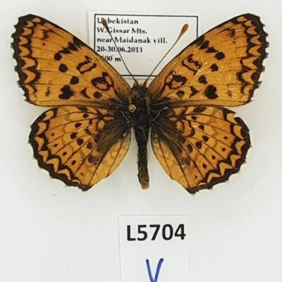 Nymphalidae, Melitaea arduinna, male, A1-, Uzbekistan