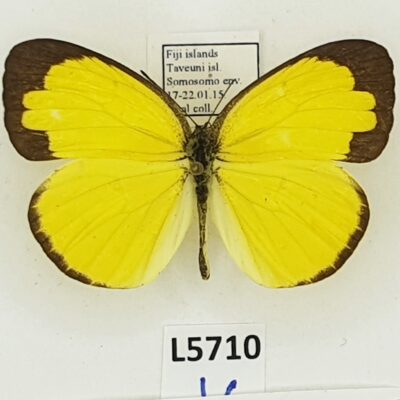 Pieridae, Eurema sp., male, A1, Fiji