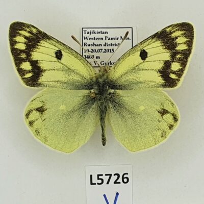 Pieridae, Colias alpherakii roschana, male, A1, Tajikistan