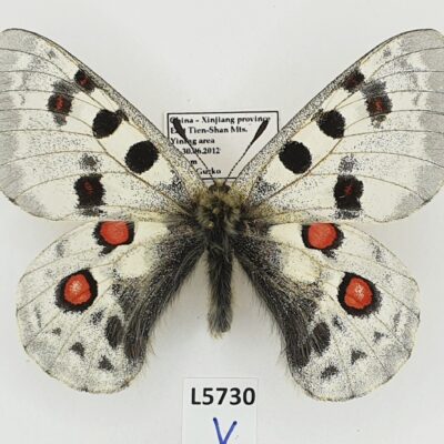 Parnassius tianschanicus minor, male, A1, China