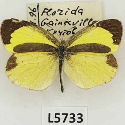 Pieridae, Eurema daira, male, A2-, USA
