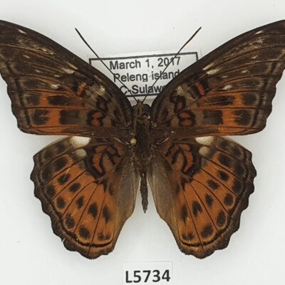 Nymphalidae, Lamasia lyncides ssp., A1-, Indonesia