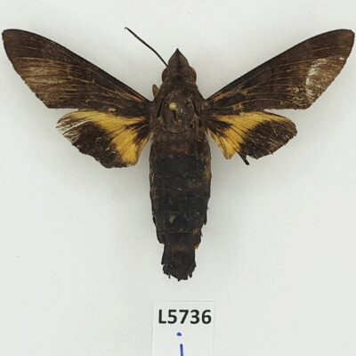 Sphingidae, Macroglossum corythus corythus, female, B, Laos