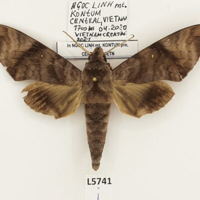 Sphingidae, Acosmeryx pseudonaga, male, A2-.B, Vietnam