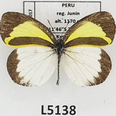 Pieridae, Eurema daira lydia, male, A2-, Peru