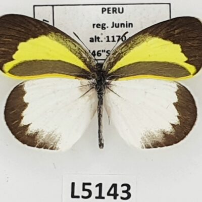 Pieridae, Eurema daira lydia, male, A1-, Peru