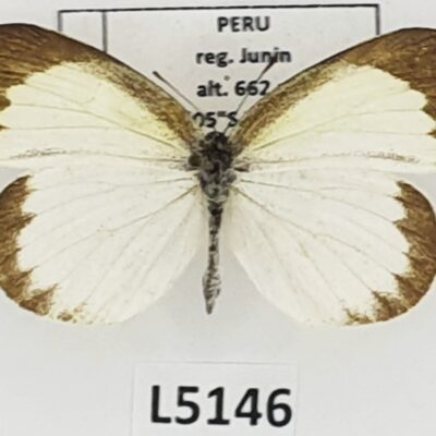 Pieridae, Eurema daira lydia, female, A1-, Peru