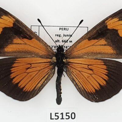 Nymphalidae, Heliconiinae, Altinote negra, A1-, Peru