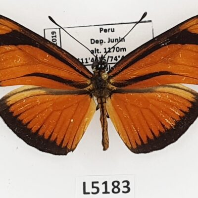 Nymphalidae, Heliconiinae, Eueides aliphera, male, A1-, Peru