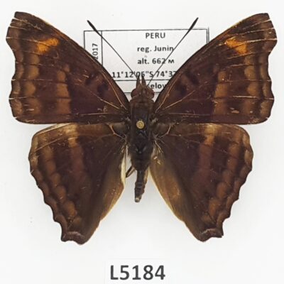 Nymphalidae, Doxocopa cyane ssp.?, female, A1-, Peru