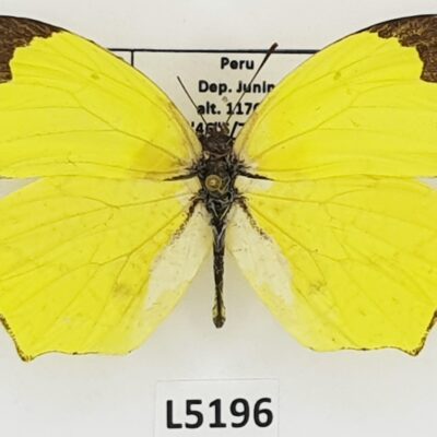 Pieridae, Pieridae, Eurema salome, male, A-, Peru