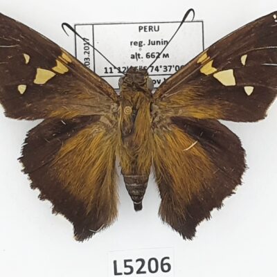 Hesperiidae, Epargyreus spina spina, A1-, Peru