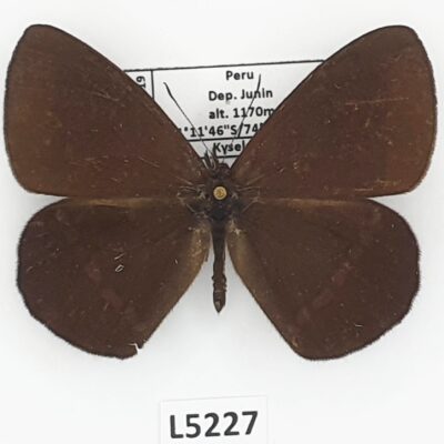 Nymphalidae, Satyrinae, Lymanopoda apulia, male, A1-/A2-, Peru