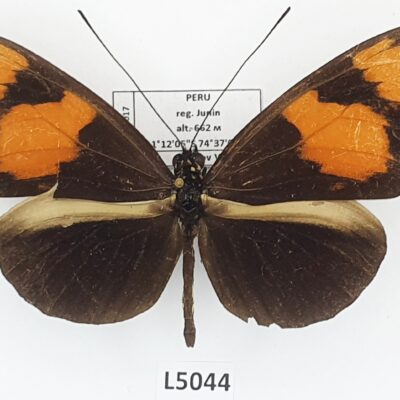 Nymphalidae, Heliconiinae, Heliconius melpomene xenoclea, male, B, Peru