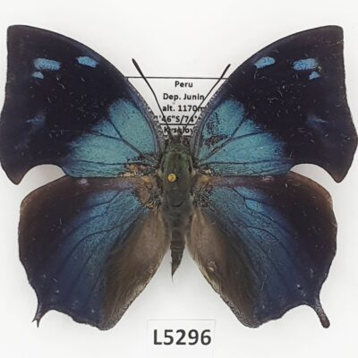 Nymphalidae, Memphis glauce, male, A1-, Peru