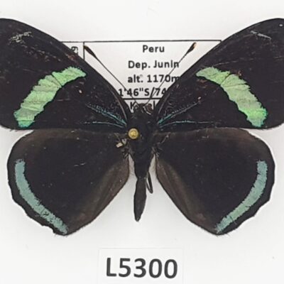 Nymphalidae, Diaethria neglecta neglecta, A1-, Peru