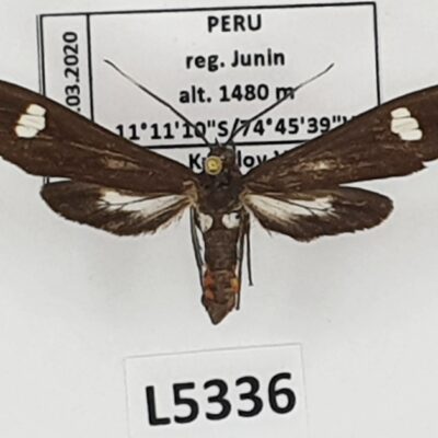 Erebidae, Arctiinae, Uranophora albipuncta, A1-, Peru