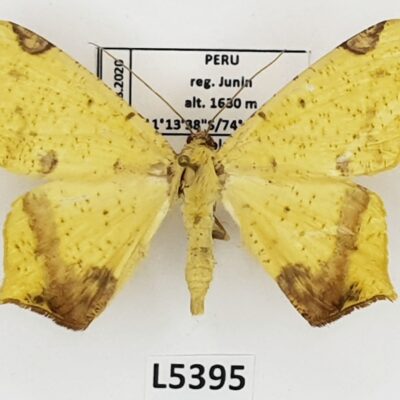 Geometridae, Nepheloleuca peruviana, A1-, Peru