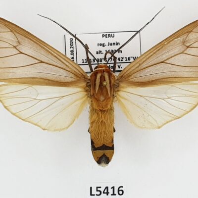 Erebidae, Arctiinae, Amastus collaris, A1-/A2-, Peru