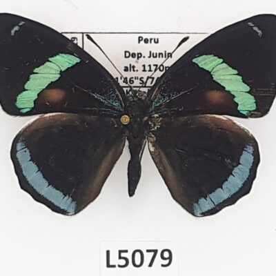 Nymphalidae, Diaethria neglecta, male, A1-, Peru