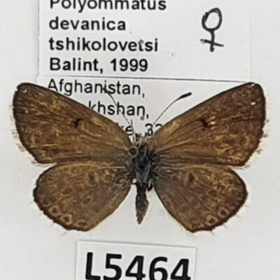 Lycaenidae, Polyommatus devanicus tshikolovetsi, female, A2-/B, Afghanistan