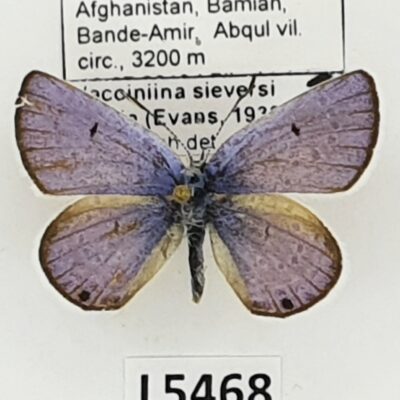 Lycaenidae, Vacciniina sieversi felicia, male, A2-, Afghanistan